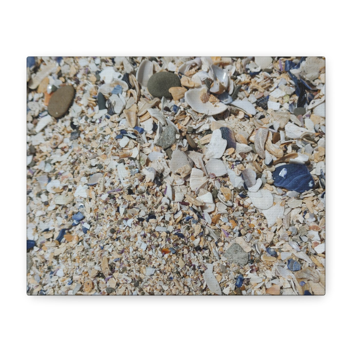 Shell Beach, Coastal Canvas Decor