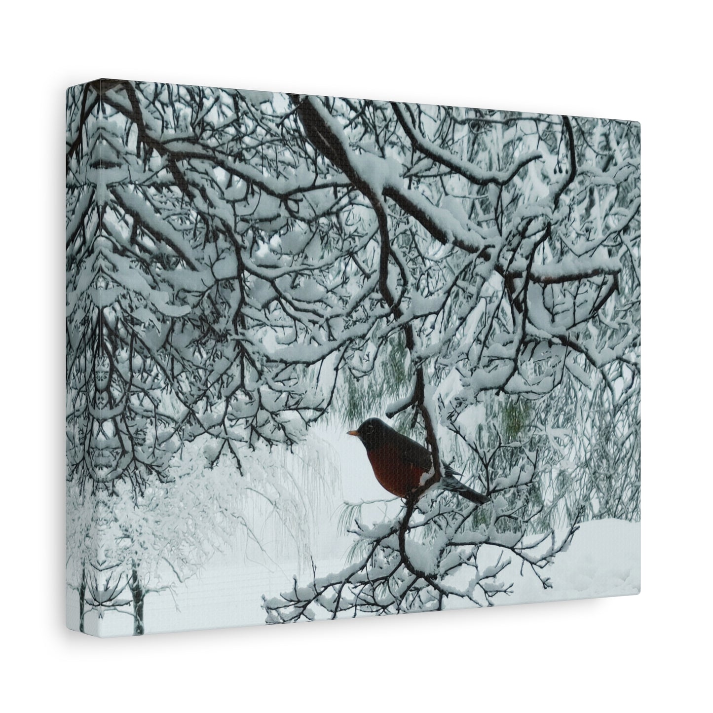 Snow Bird, Canvas Print Art