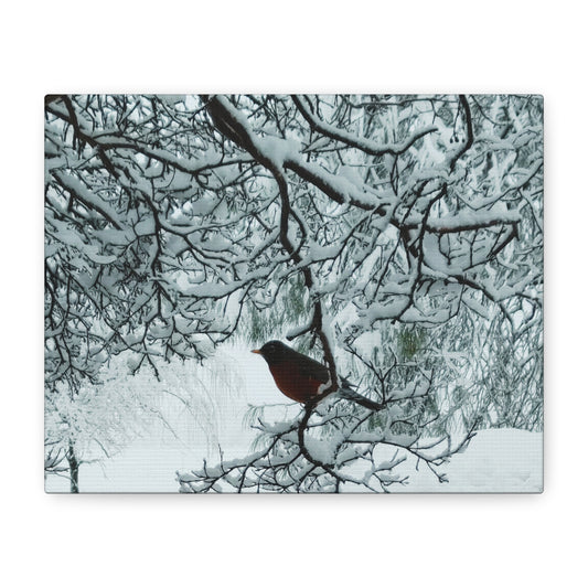 Snow Bird, Canvas Print Art